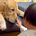小さな男の子に見つ…