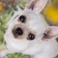 愛犬があなたに伝え…
