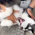 思いっきり撫でられ…