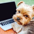 犬のためのハイテク…