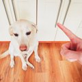 犬への『上手な叱り…