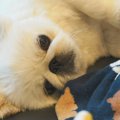 『赤ちゃんのベッド…