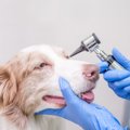 犬が『激しくまばた…
