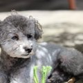 犬が『たそがれてい…