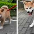 【話題】秋田犬パピ…