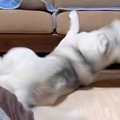 弱すぎる大型犬が『…
