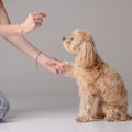 愛犬と楽しみながら…