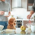 犬にとって台所は危…