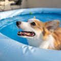 犬と自宅プールで安…