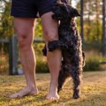 犬がマウンティング…
