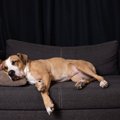 犬にとっても『枕』…
