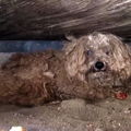 犬を保護し続ける団…