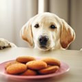 犬の脳は物体の「数…