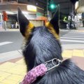 犬が家族の帰り道で…