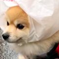 老犬と雨の日にお散…