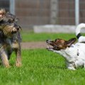 テリアとはどんな犬…