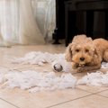 犬が部屋を散らかす…