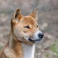 現存する最古の犬種…