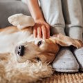 あるある♡犬が『飼い…