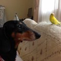 我が家の愛犬と小さ…