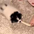 遊びたいけど…ポメラ…