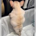 赤ちゃん犬をお迎え…