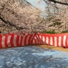 犬と楽しいお花見♪注…