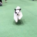 犬が『飼い主を見失…