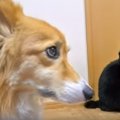 何か見えるのかな？…