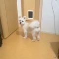 犬が『ついてきて』…