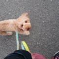 ドッグトレーナーへ…