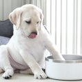 生後2ヶ月の子犬の前…