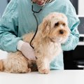犬の危険な『SOS』５…