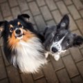 犬が飼い主に理解し…