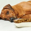 犬がご飯を食べない…