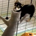子犬のケージに侵入…
