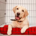 犬臭い！お部屋の簡…