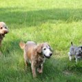 犬の習性について　本能やマーキング、穴を掘る行動の意味など解説