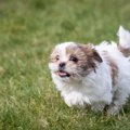 シーズーの子犬専門…