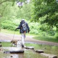 犬の声帯切除につい…