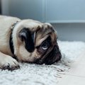 犬は『反省』をする…