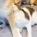『病院に連れて行か…