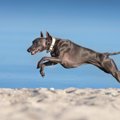 走るのが得意な犬種…