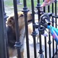 友達に会うために柵…