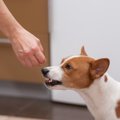 犬を撫でるときにや…
