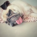 犬が熱中症になった…
