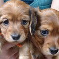 犬を飼いたい！飼う…