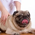 うっとり♡愛犬が喜ぶ…