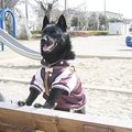 なぜ犬は昔から『ポ…