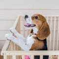 犬を飼うときにケー…